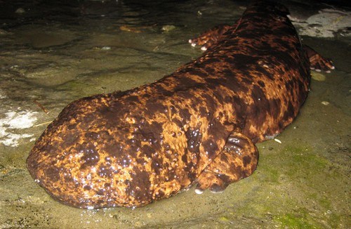 Asian-Giant-Salamander