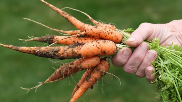 Growing-organic-carrots-620by350-618x348
