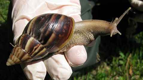 africa-snail