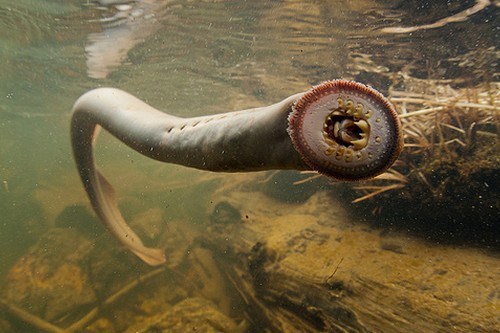 lamprey-eels