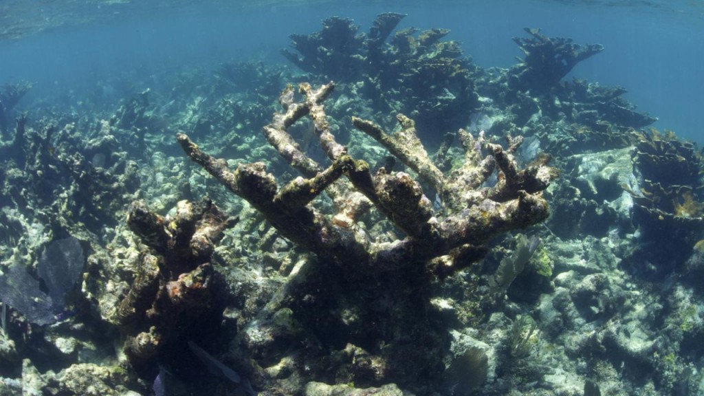 Unhealthy Coral Reef Seascape