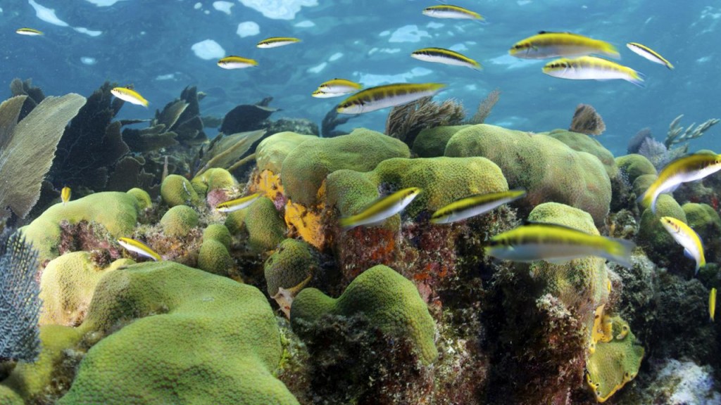 Healthy Coral Reef