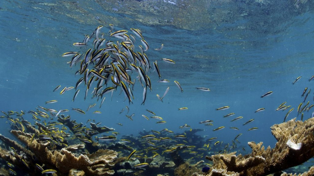 Coral Reef - Fish Reproducing