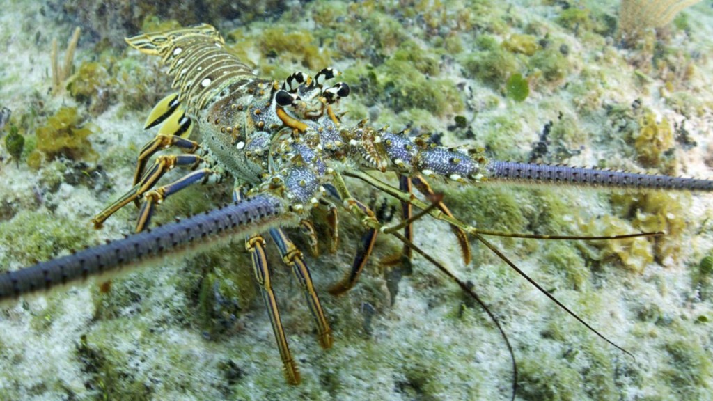 Caribbean Spiny Lobster