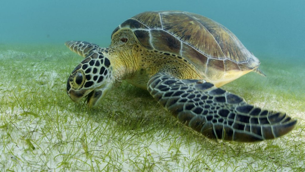 Green Sea Turtle feeding on Sea Grass