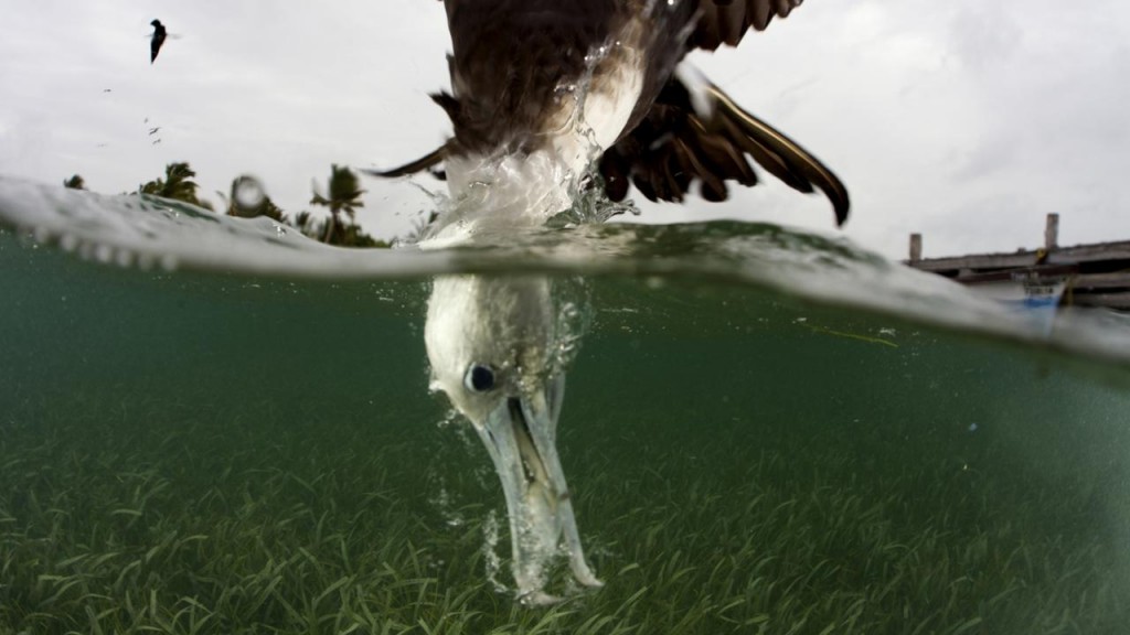 Seabird Underwater: Juvenile Magnificent Frigatebird Feeding