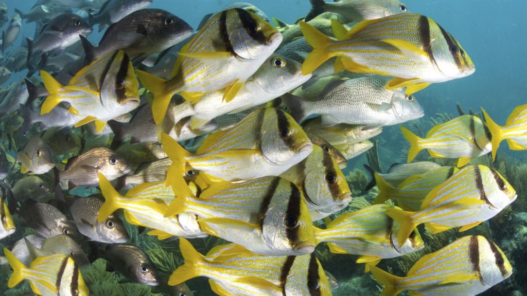 Large School of Beautiful Fish