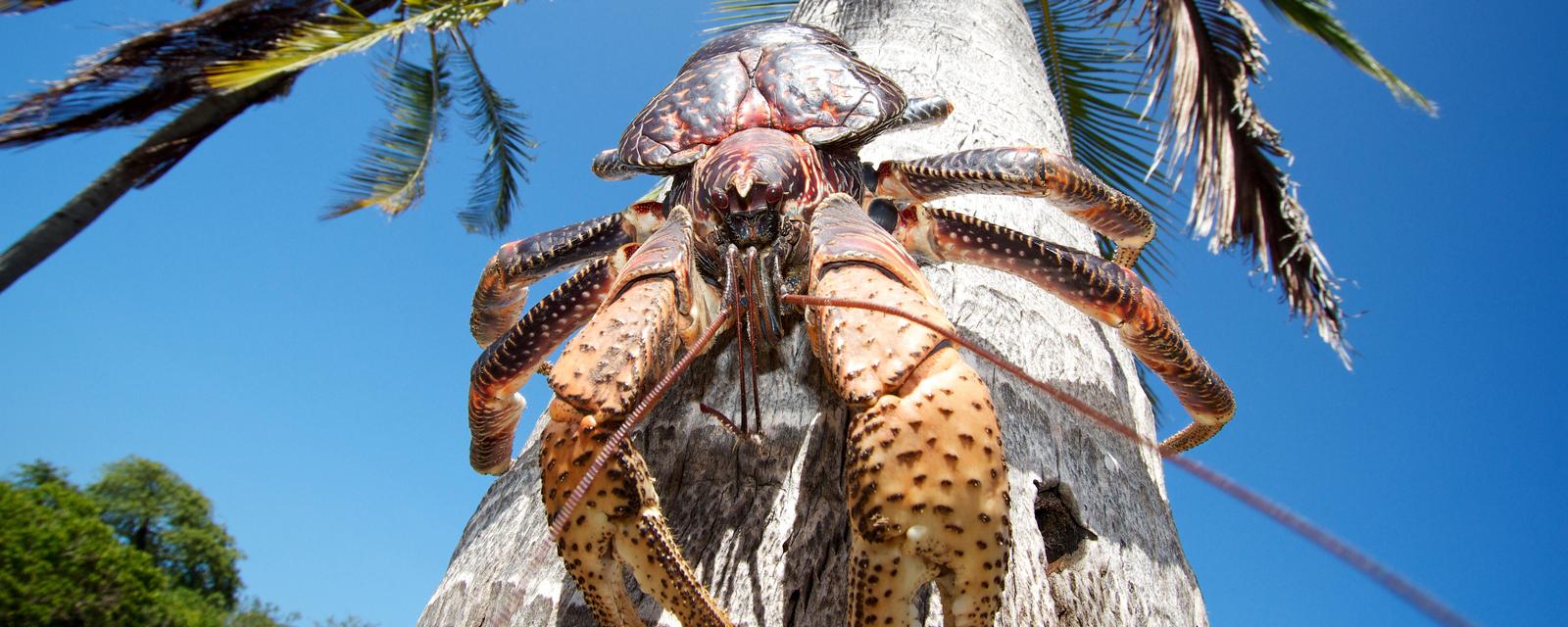 Coconut crab, Birgus latro Mbudya Island Tanzania