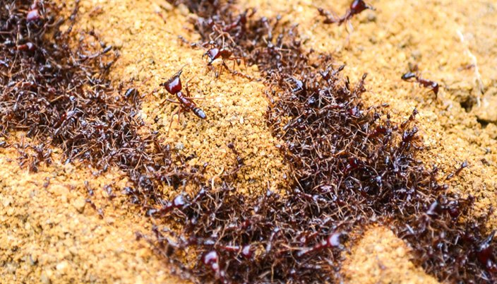 Driver-Ants