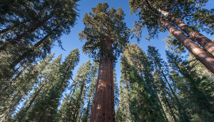 Giant-Sequoia