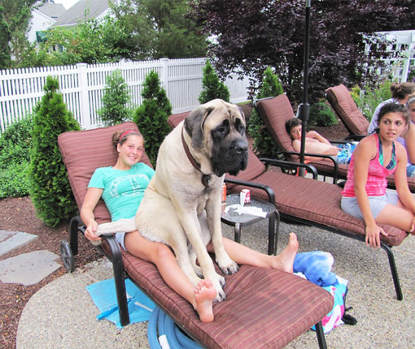 Huge-Dogs-Who-Think-They-Are-Small-6__605