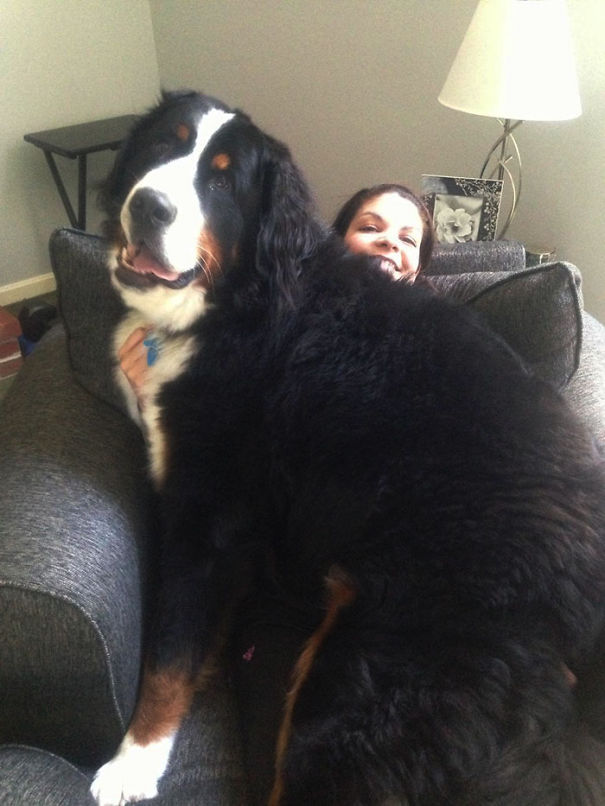 Huge-Dogs-Who-Think-They-Are-Small-7__605