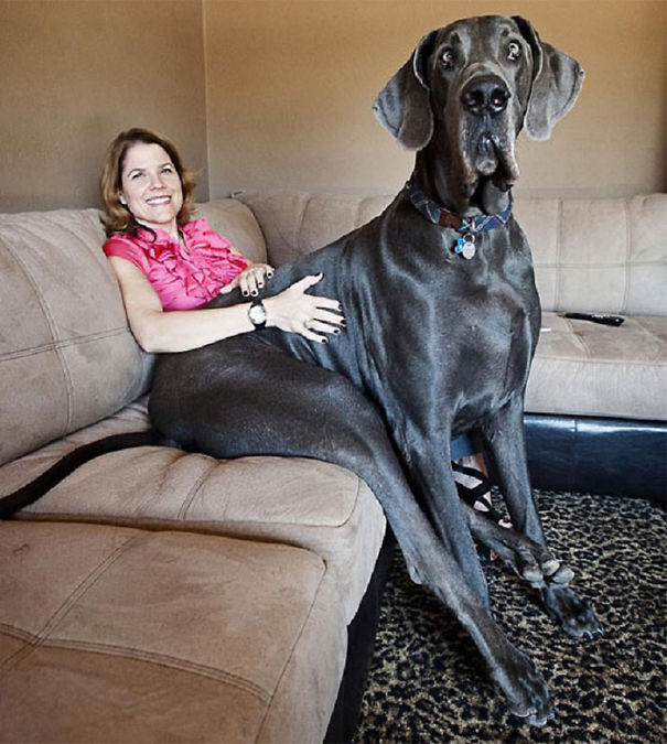 Huge-Dogs-Who-Think-They-Are-Small-__605
