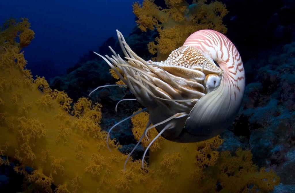 Nautilus