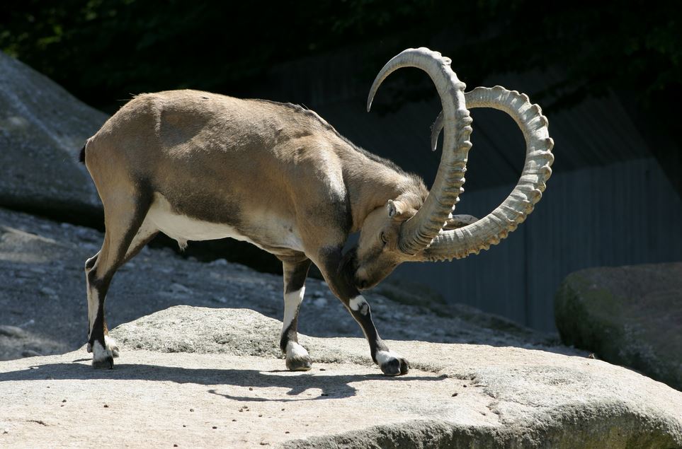 capra-ibex