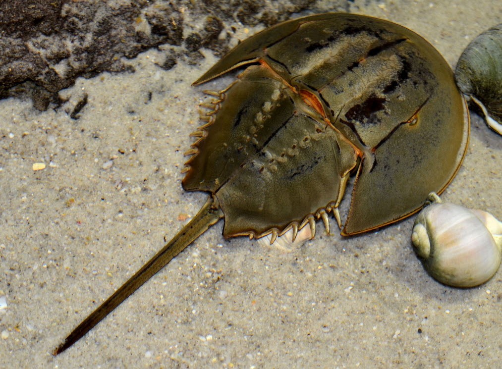 horsheshoe-crab