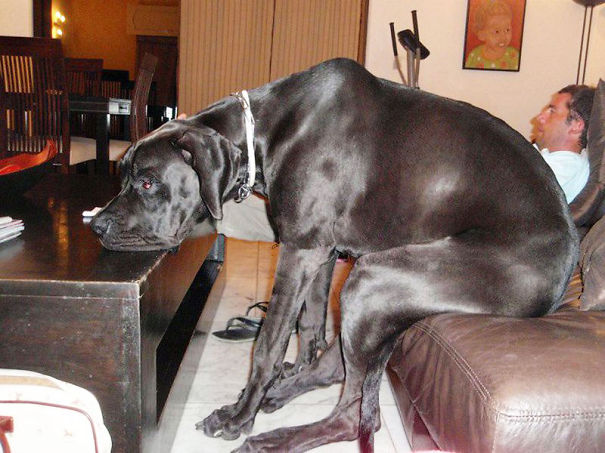 huge-dogs-feel-small-26__605