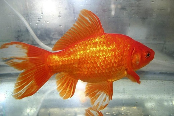 pets-goldfish