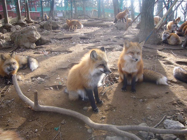 zao-fox-village-japan-12