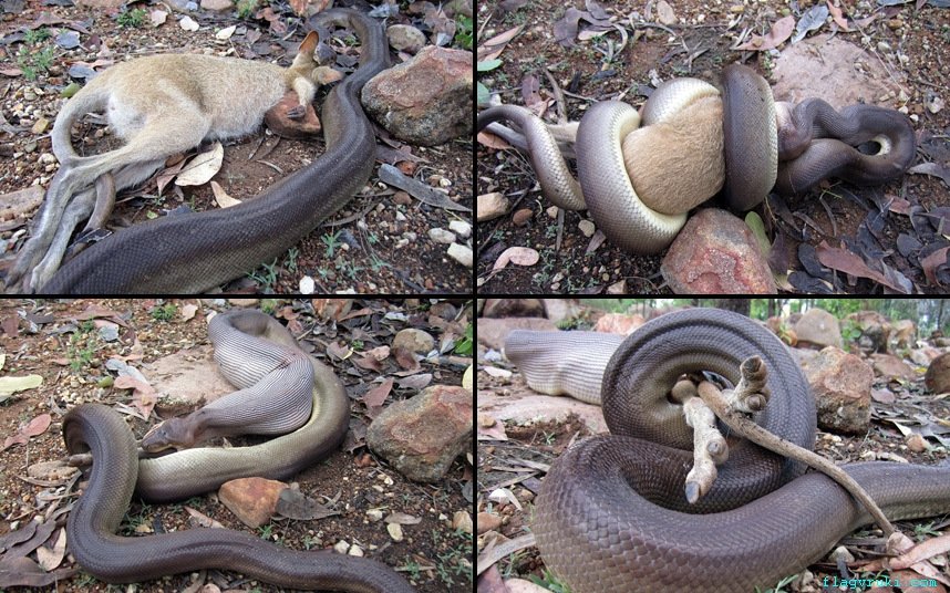 10-pictures-that-prove-australia-is-the-scariest-place-in-the-world-3