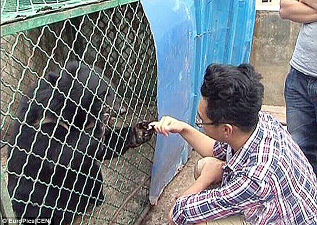2A239F9900000578-3146909-Surprise_One_of_the_bears_plays_with_staff_from_the_rescue_centr-a-23_1435830002895