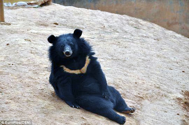 2A239FAB00000578-3146909-Big_babies_As_they_grew_up_the_bears_began_to_look_less_like_dog-a-24_1435830023541