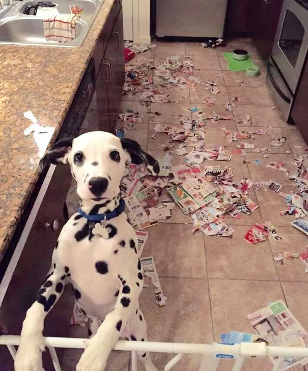 Dogs-Can-Be-Jerks-Too-1__605