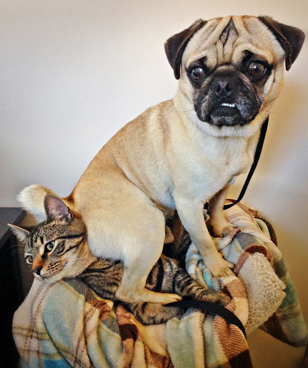 Dogs-Can-Be-Jerks-Too-5__605