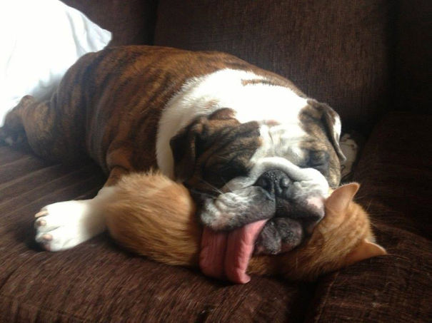 Dogs-Can-Be-Jerks-Too-6__605