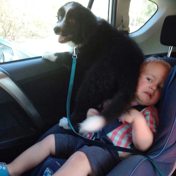 Dogs-Can-Be-Jerks-Too-8__605