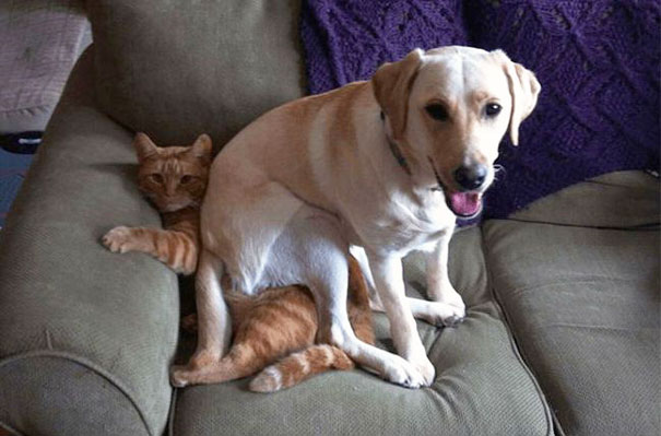 Dogs-Can-Be-Jerks-Too-__605