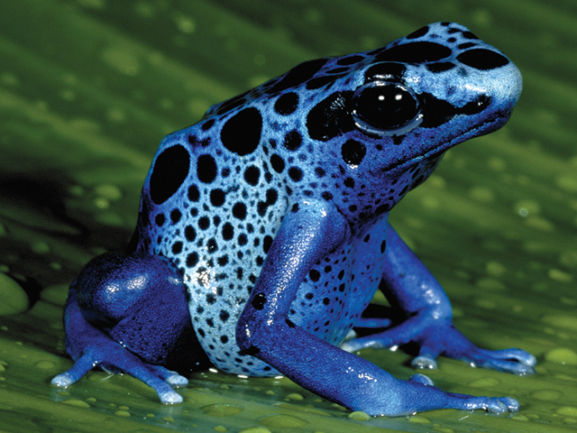 Poison-Dart-Frogs