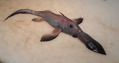 a60_Chimaera