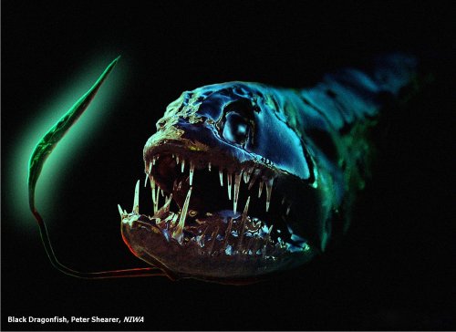 a60_Dragonfish