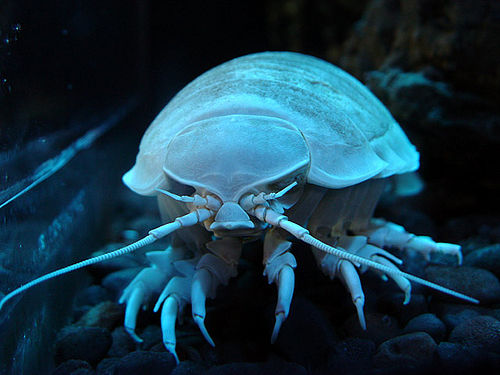 a60_GiantIsopod