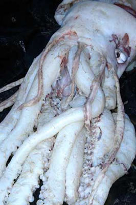 a60_GiantSquid2