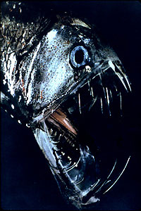 a60_Viperfish2