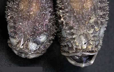 a60_coffinfish