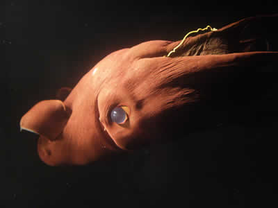 a60_vampiresquid