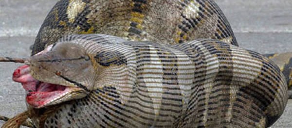 a99376_snake-eat_1-lamb