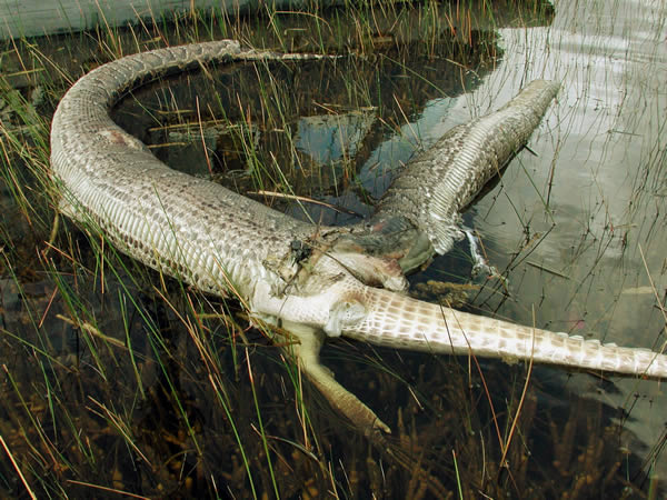 a99376_snake-eat_3-alligator