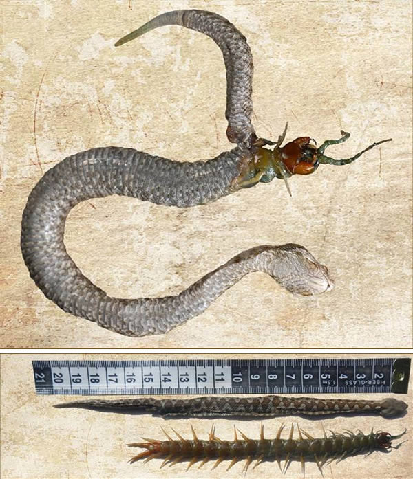 a99376_snake-eat_7-centipede
