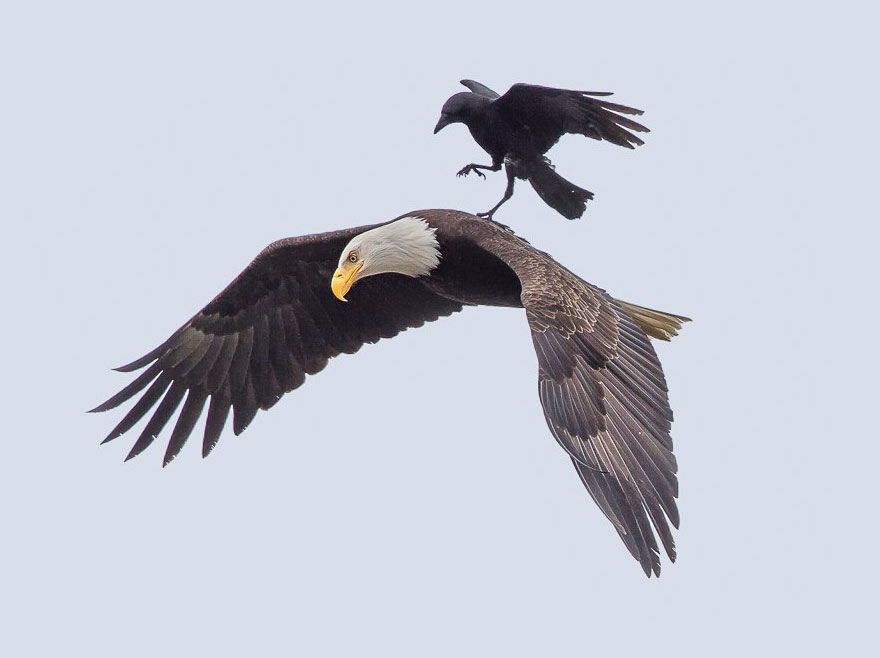crow-rides-eagle-bird-photography-phoo-chan-1