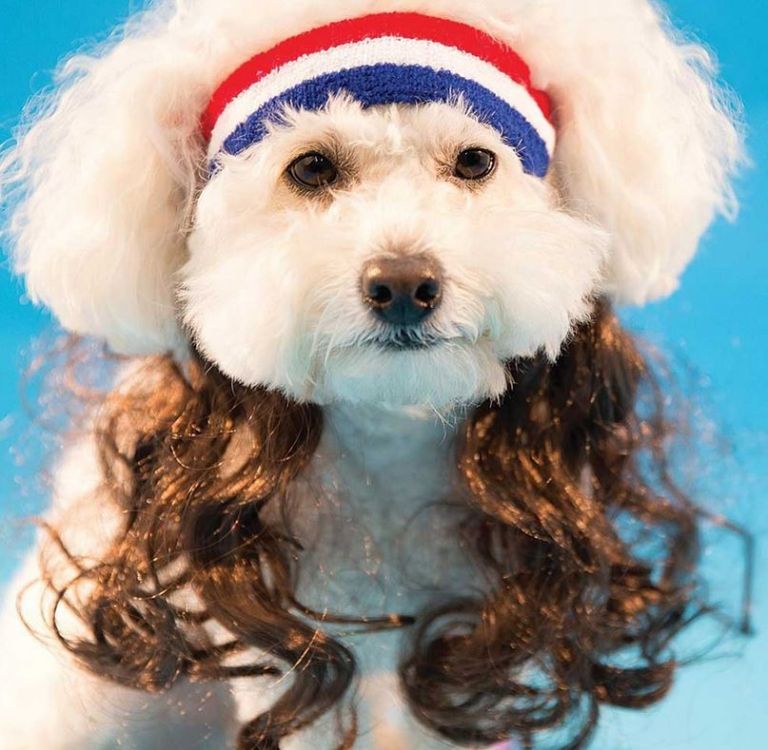 dog-mullet