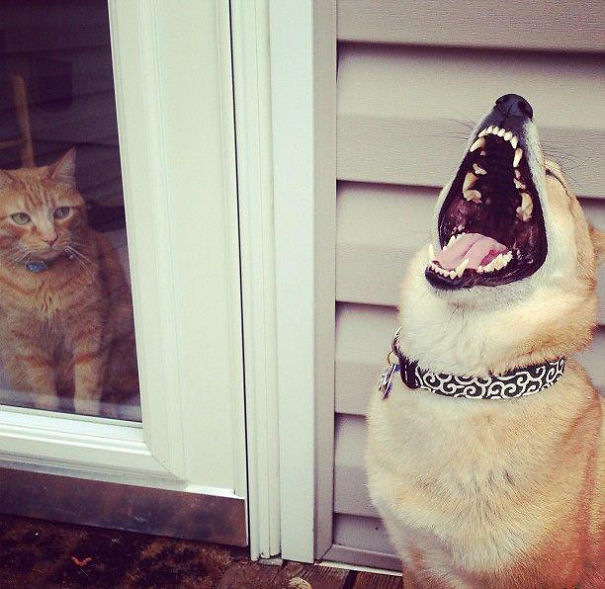 funny-evil-dog-1__605