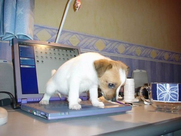 funny-evil-dog-3__605
