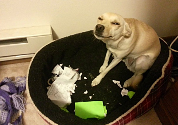 funny-evil-dog-6__605