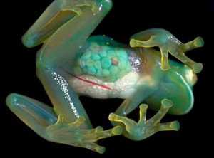 glass-frogs