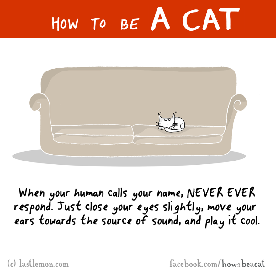 how-to-be-a-cat-funny-illustration-last-lemon-10__880