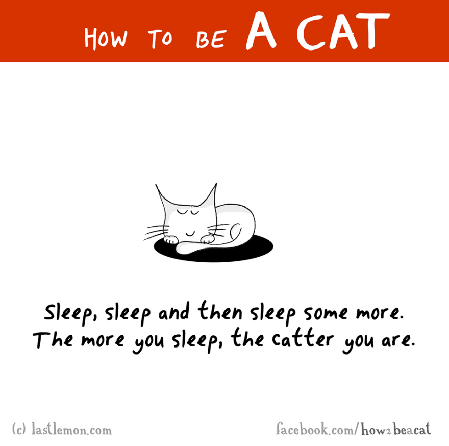 how-to-be-a-cat-funny-illustration-last-lemon-12__880